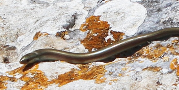 Luscengola